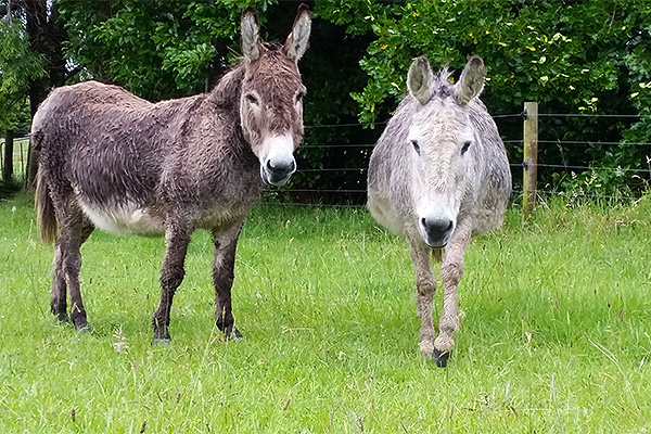 Jacaranda Lodge - Farmstay in the Coromandel - Donkeys Jacaranda Lodge - Farmstay in the Coromandel - Donkeys